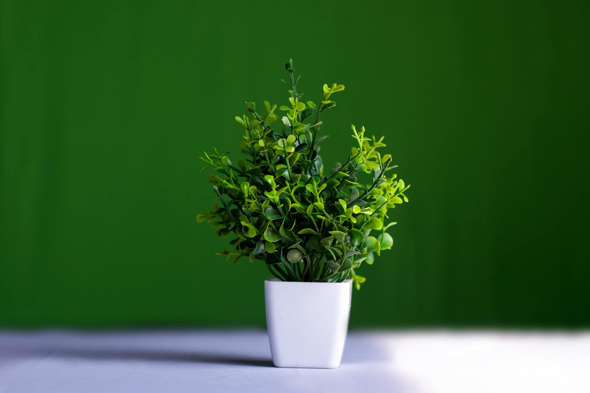 vibrant green potted plant against green background